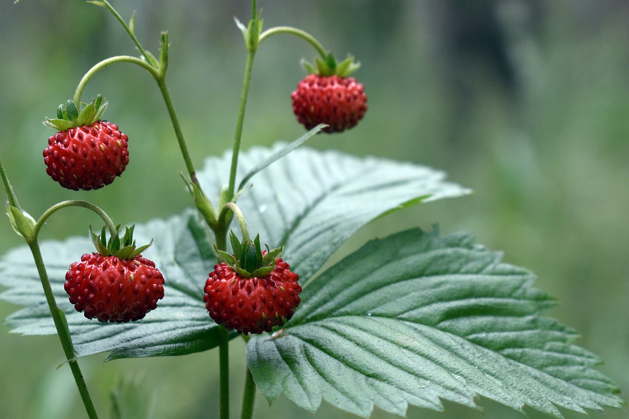 How to Grow Juicy, Tasty Strawberries